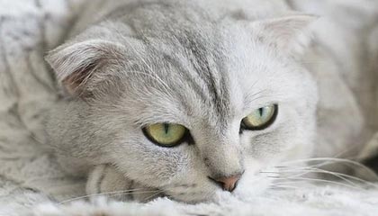 桔子电影网:让每一次观影都成为一场美好的遇见